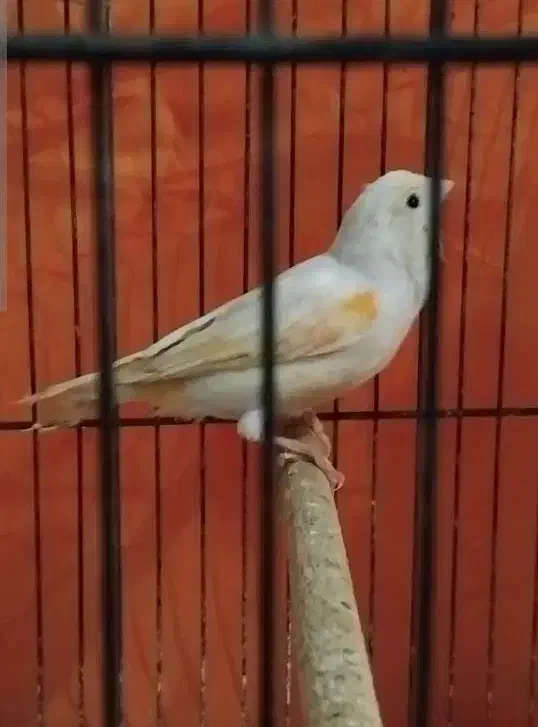 ماده قناری|پرنده|شیراز, پودنک|دیوار