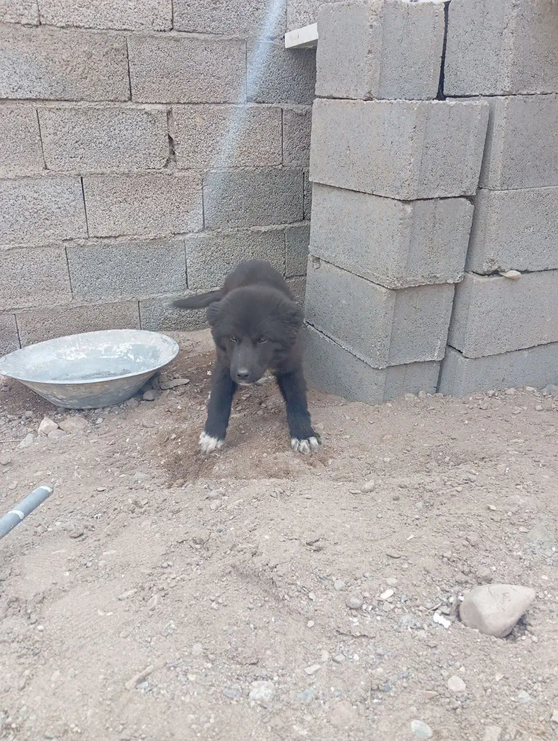 سگ قدرنجون|سگ|سیرجان, |دیوار