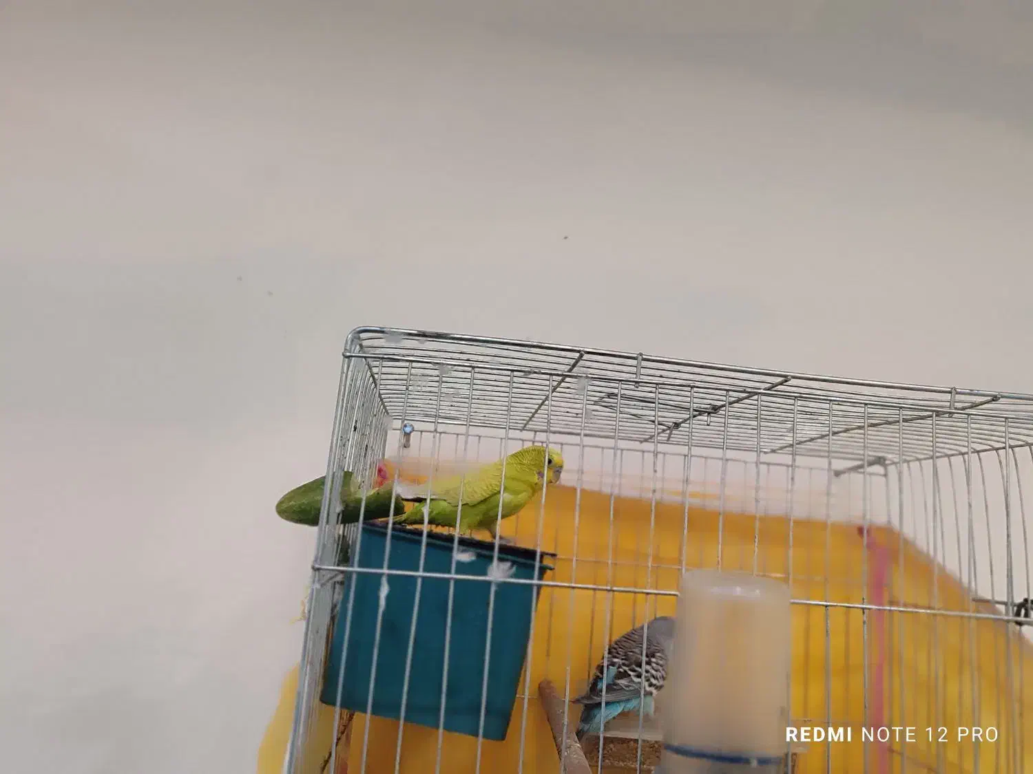 دو عدد مرغ و عشق|پرنده|اهواز, کمپلو جنوبی|دیوار