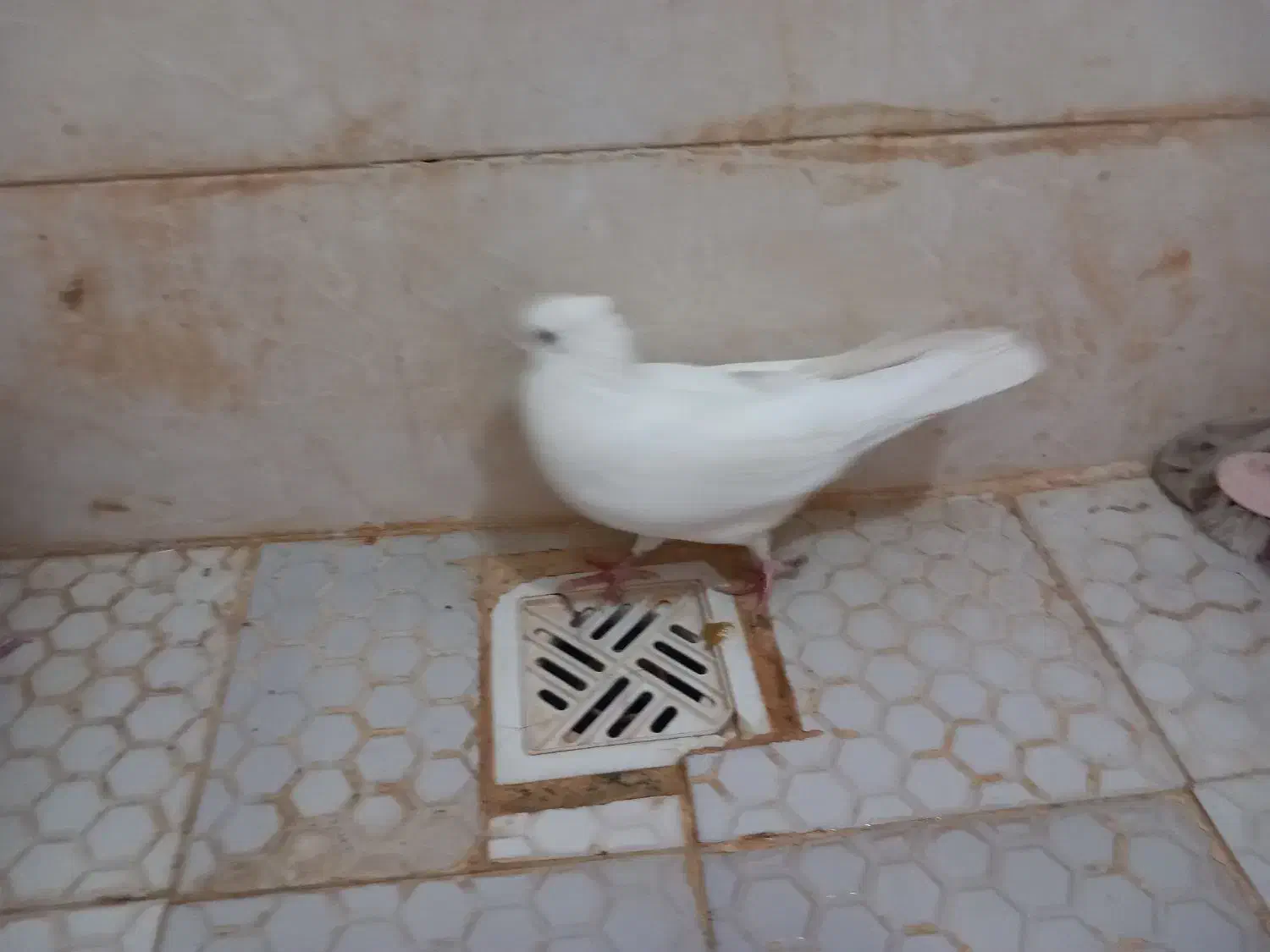 سفید اراکی|پرنده|اهواز, کوی پیروزی|دیوار