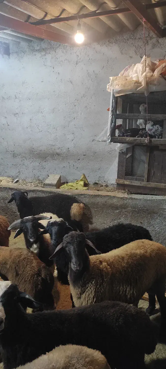 بره های نر از وزن 25تا 40|حیوانات مزرعه|رویان, |دیوار