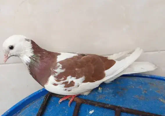 کبوتر شازده تیکه پاره|پرنده|بندر امام خمینی, |دیوار