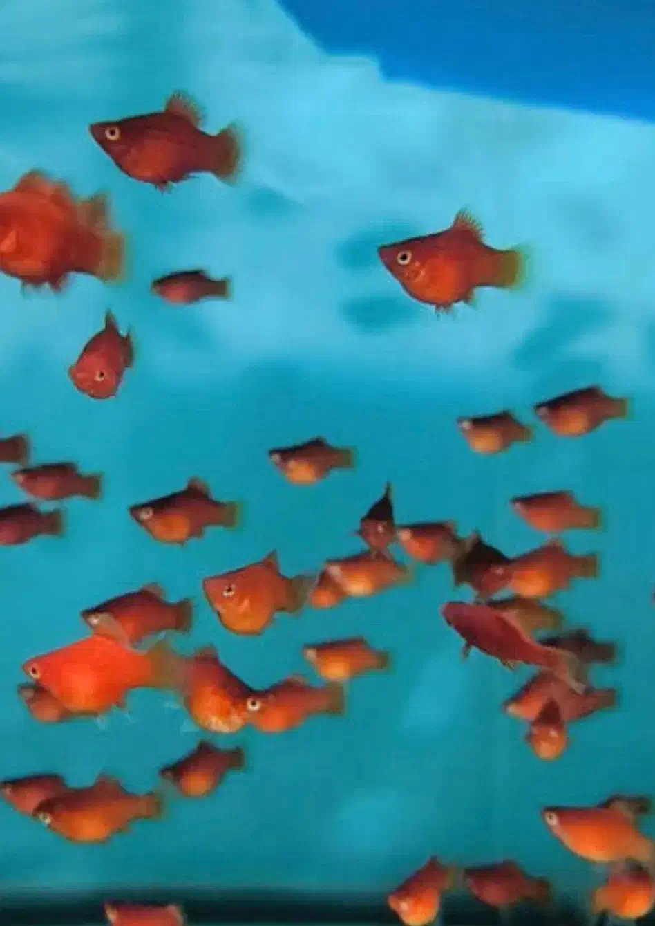 پلاتی خونی و گوپی|ماهی|یزد, |دیوار