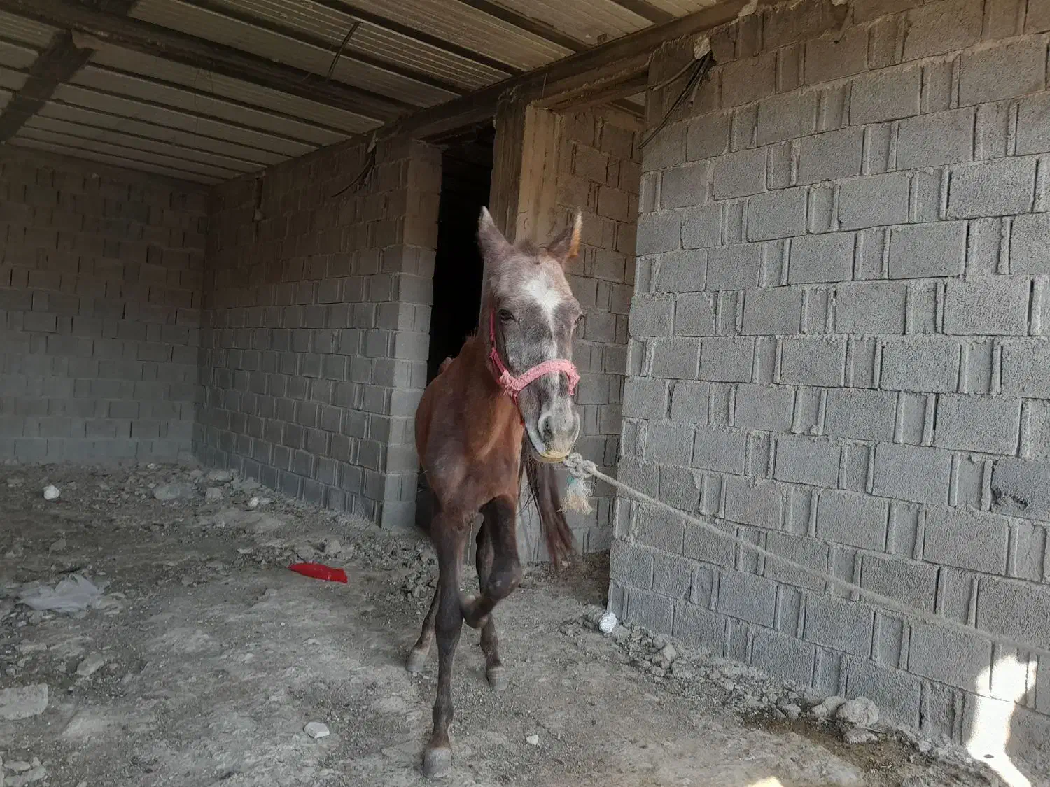 کره اسب نریون|اسب و تجهیزات اسبسواری|برازجان, |دیوار