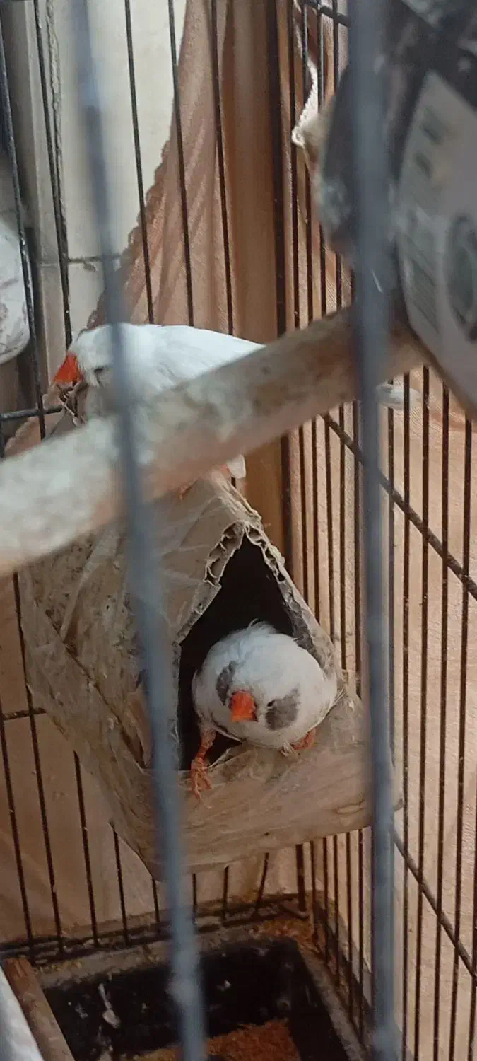 فنچ|پرنده|باقرشهر, |دیوار