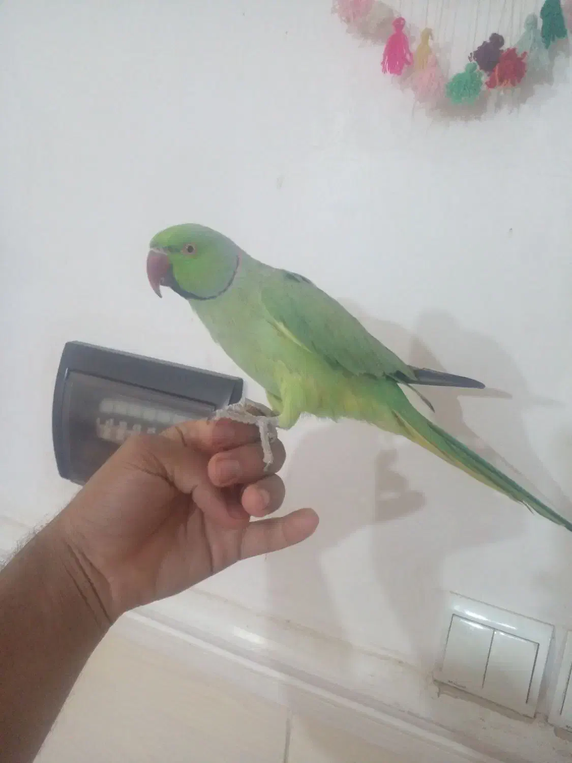 طوطی ملنگو نر دستی سخنگو|پرنده|بم, |دیوار