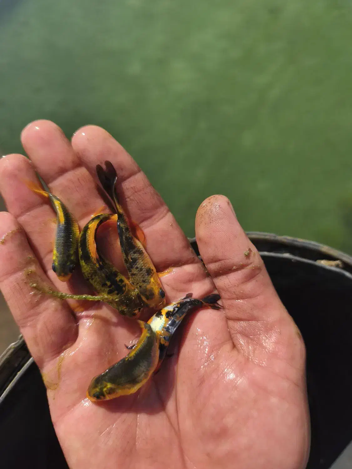 ماهی کوی|ماهی|مهریز, |دیوار