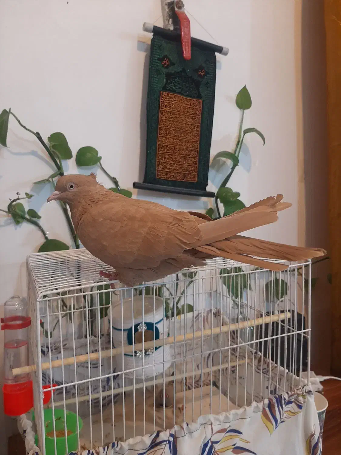 ماده زرد عطیقه|پرنده|کاشان, لتحر|دیوار