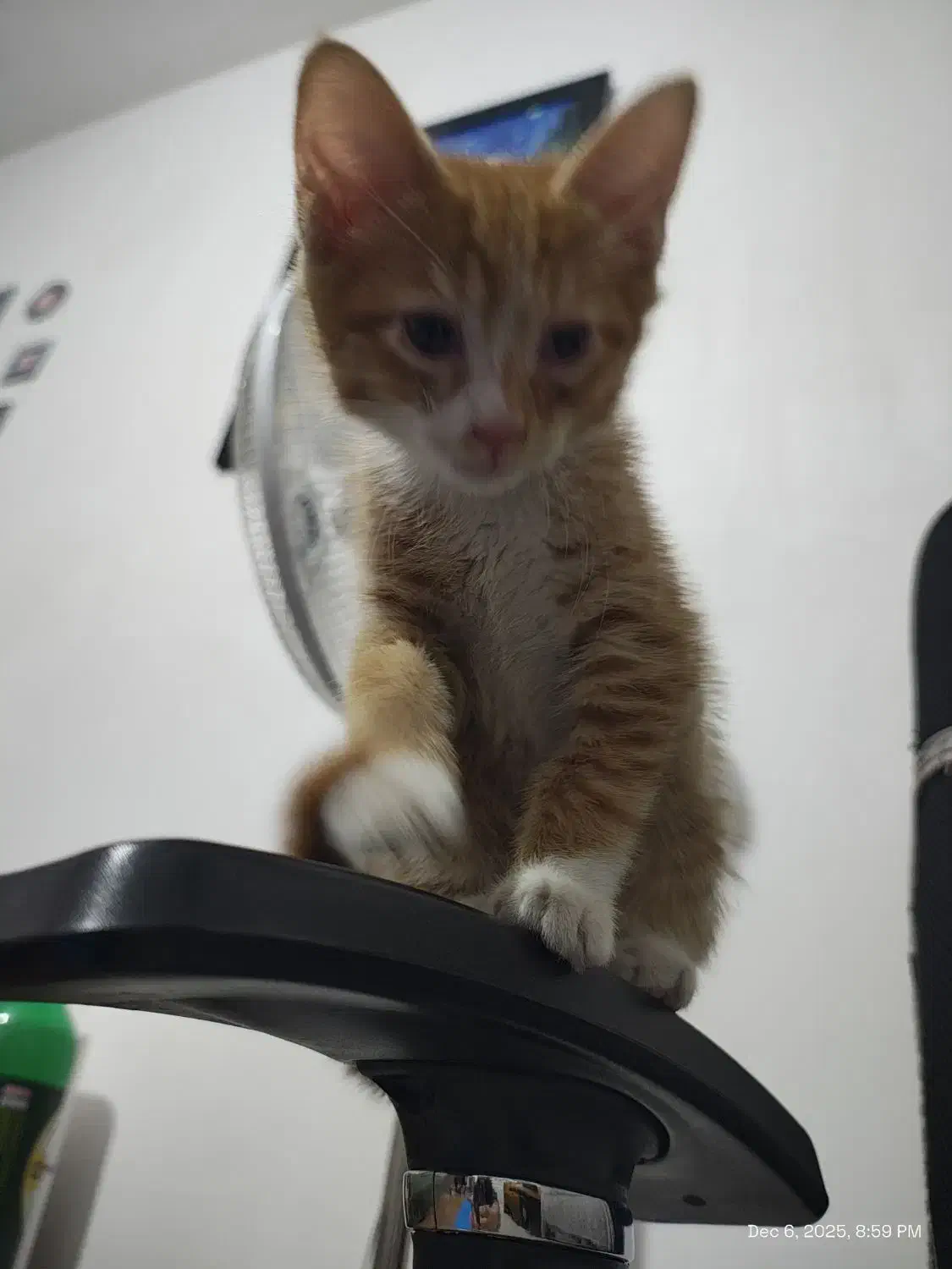 واگذاری جوجه گربه ی ۲ ماهه ی پرتغالی|گربه|شهریار, شهریار|دیوار