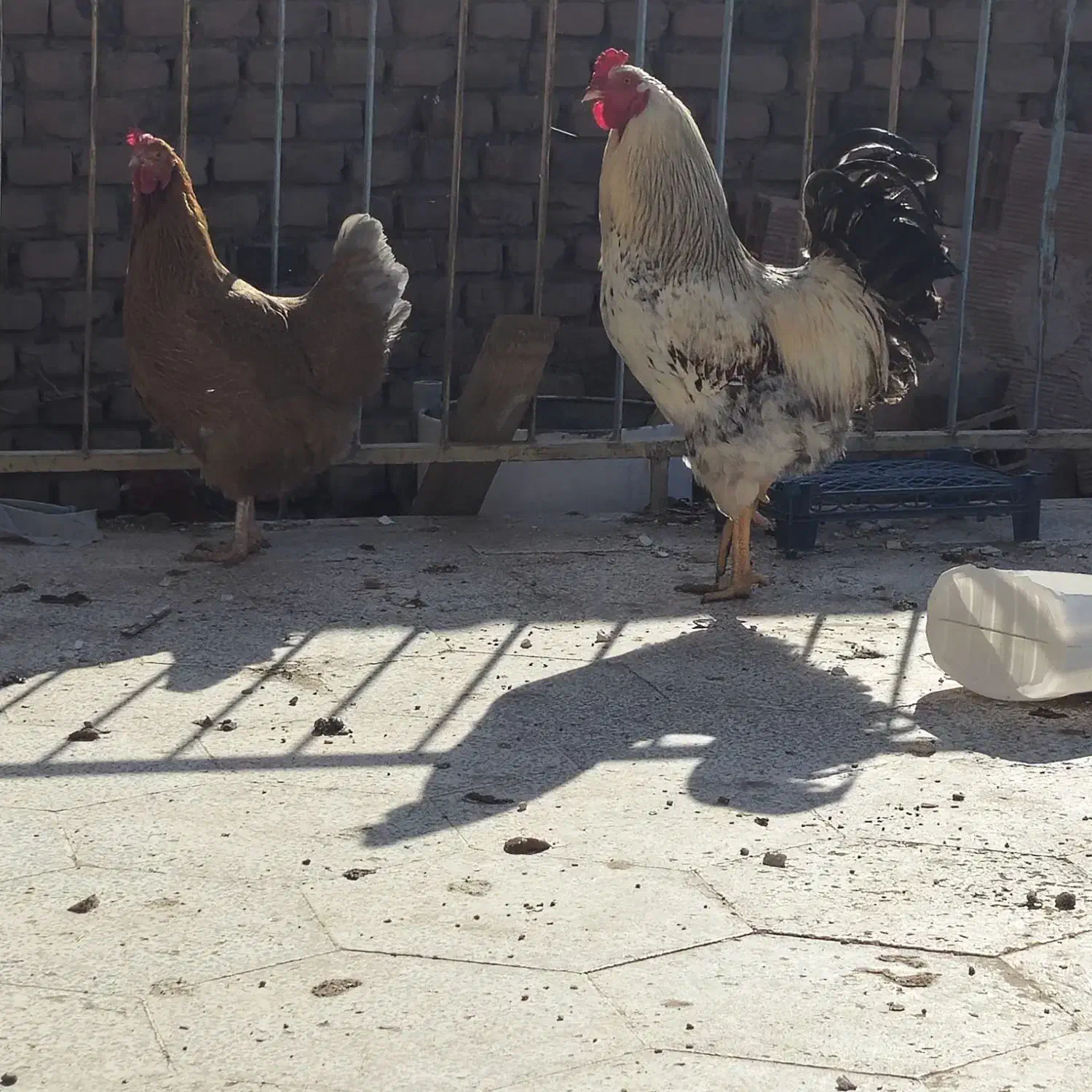 خروس محلی|حیوانات مزرعه|سبزوار, ابارش|دیوار