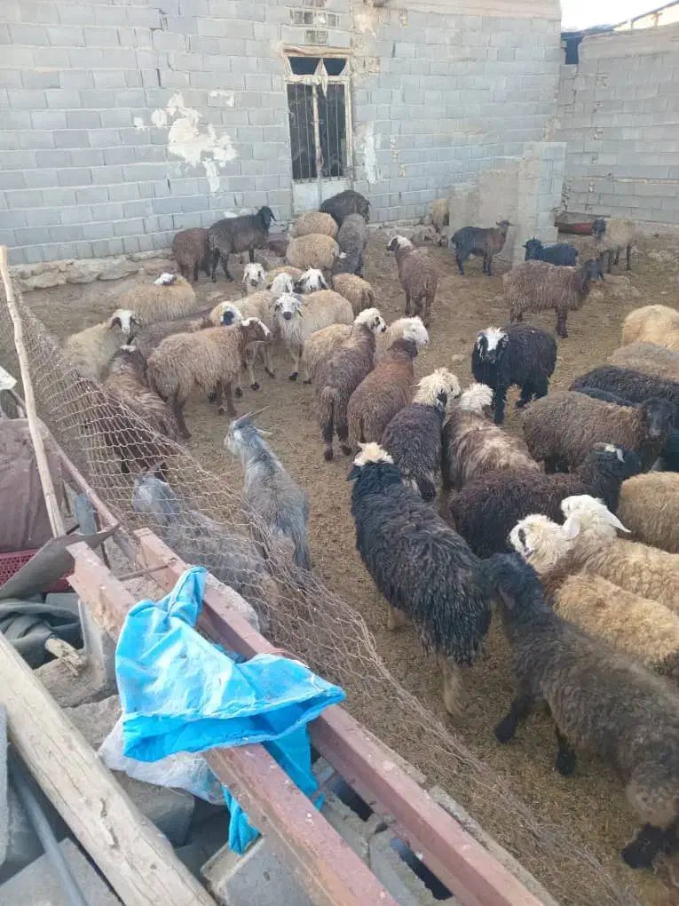 6راس بره چاق|حیوانات مزرعه|اقلید, |دیوار