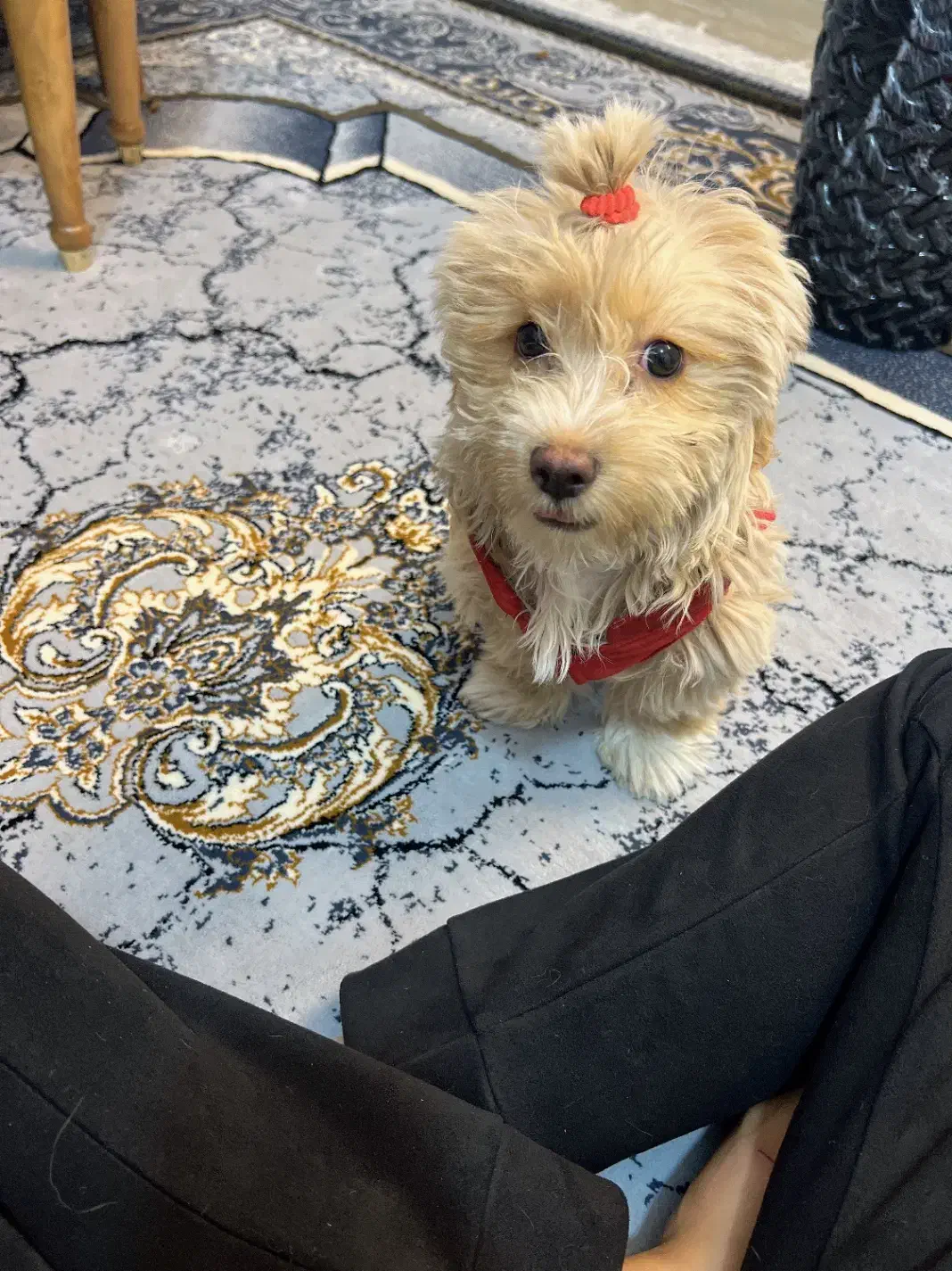 سگ شیتزو|سگ|یزد, |دیوار