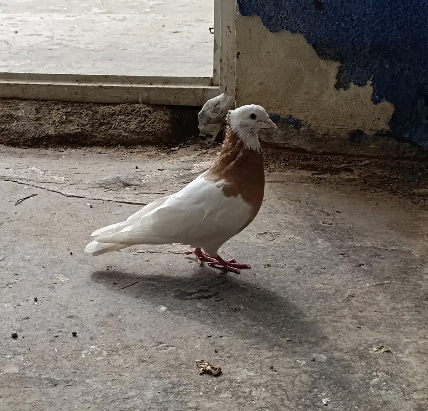 طوقی گم شده|حیوانات|ایلام, |دیوار