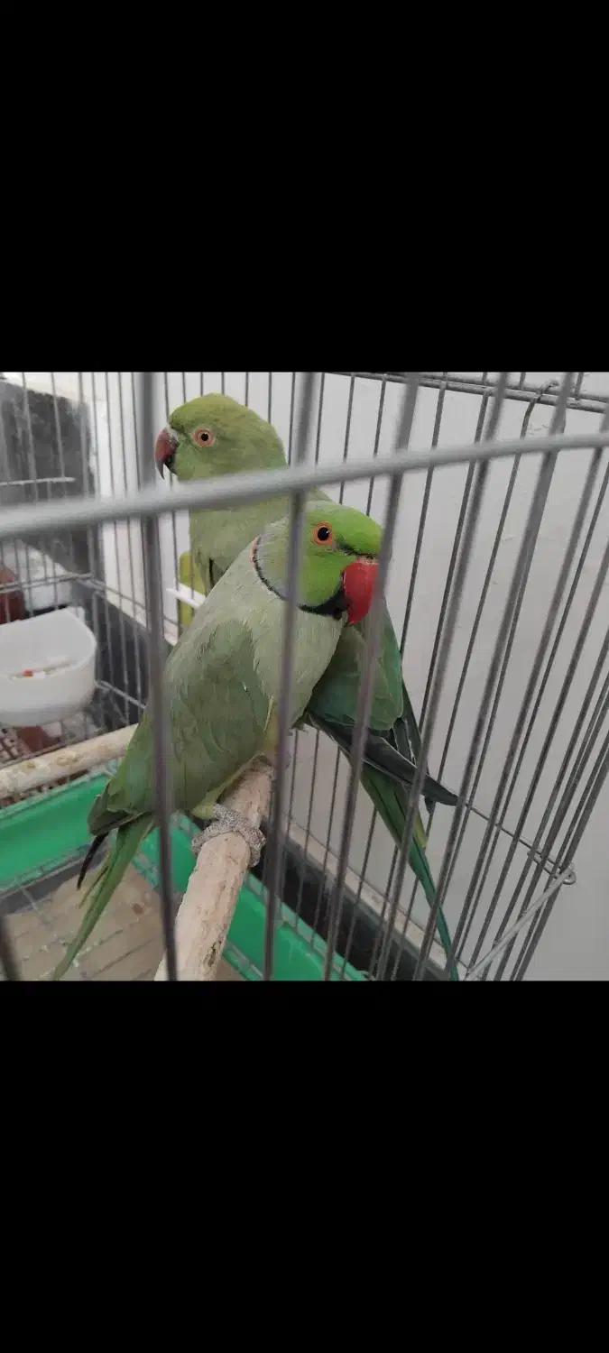 گرینچیک یلوسایدویه جفت ملنگو ویه جفت عروس آلبینو|پرنده|صائین قلعه, |دیوار