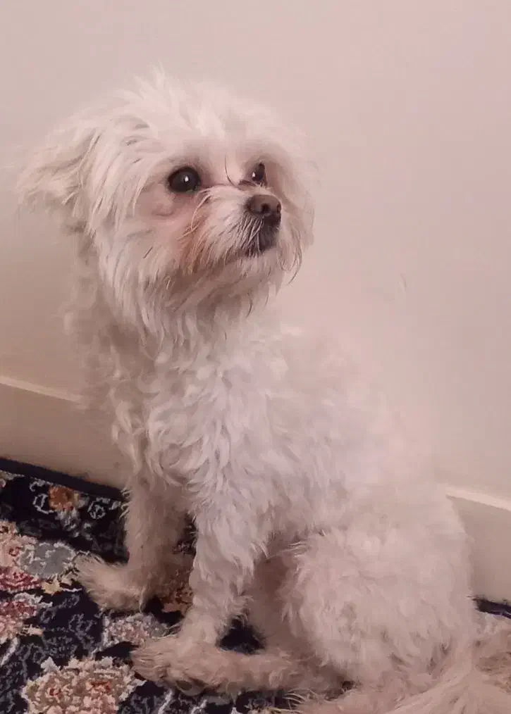 فروشی نر۷.۸ماهه|سگ|تهران, قصر فیروزه ۲|دیوار