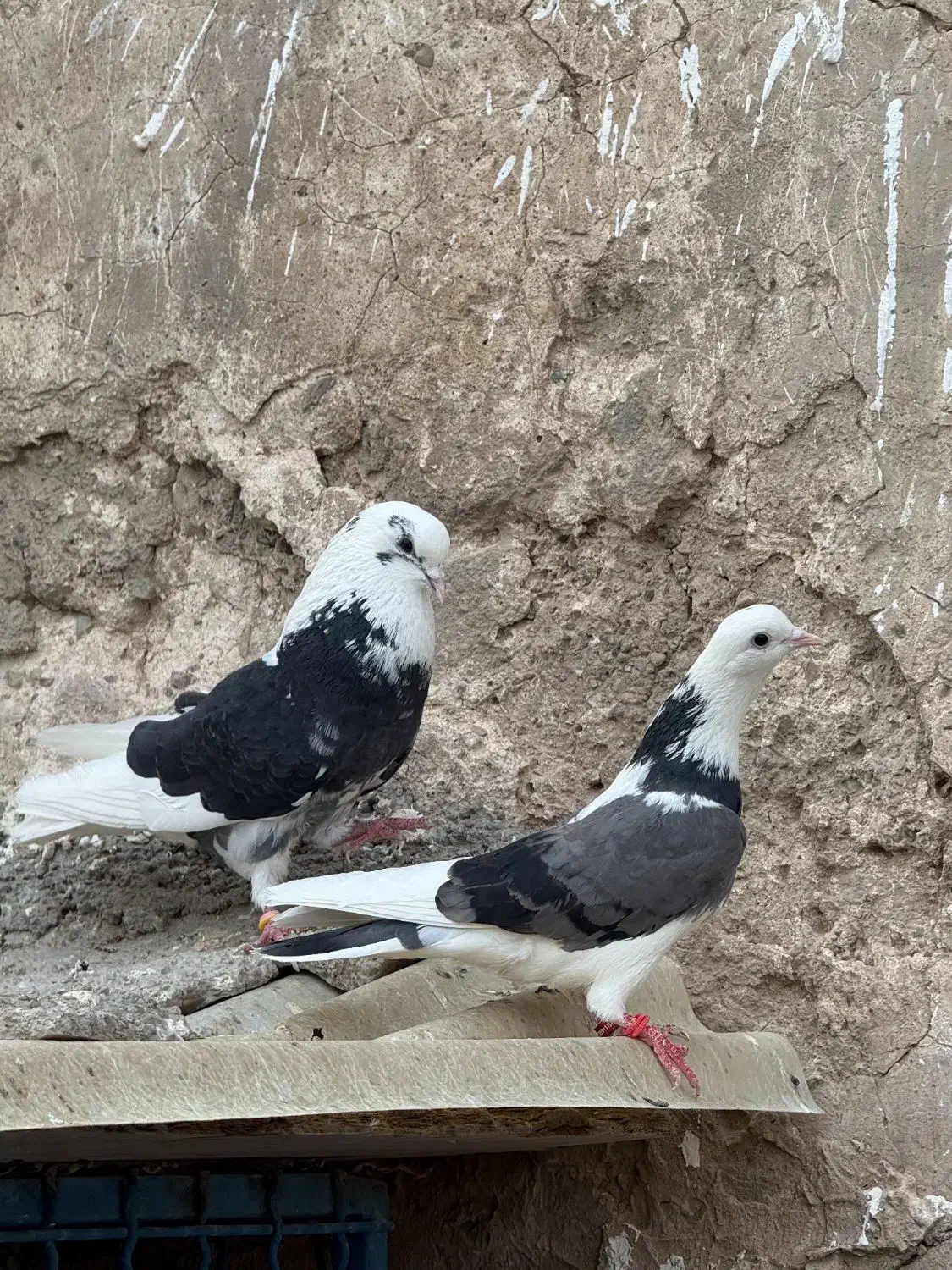 کفتر دهن خورده فوق‌العاده|پرنده|ری, علایین|دیوار