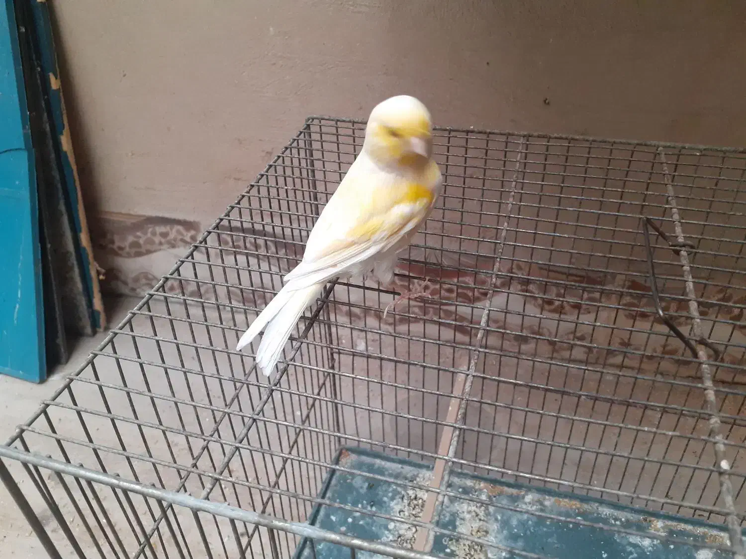 قناری گلستر معاوضه|پرنده|کرمان, |دیوار