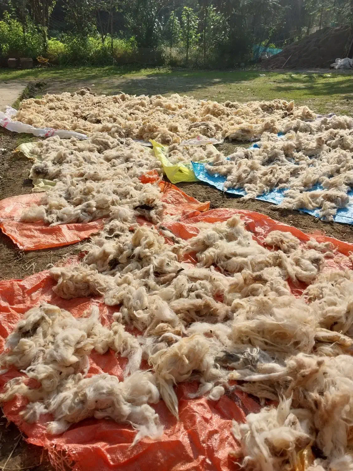 پشم گوسفندی بهاره و پاییزه|رختخواب، بالش، پتو|احمدسرگوراب, |دیوار