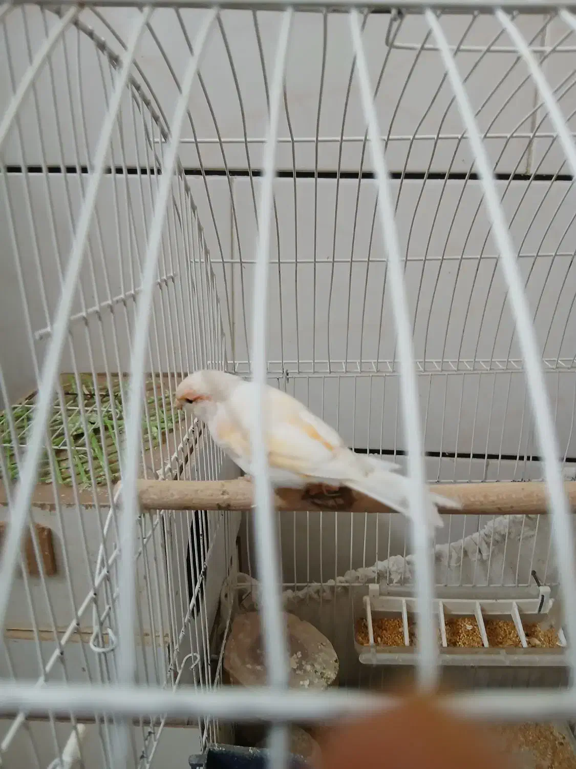 قناری وعروس هلندی ماده|پرنده|ابریشم, |دیوار