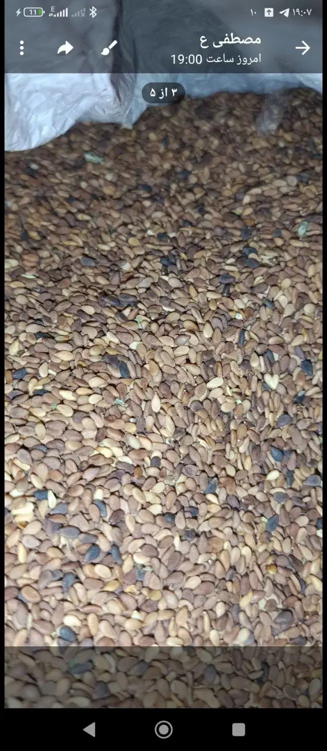 کنجد وتخم شربتی|خوردنی و آشامیدنی|تربت جام, جلگه موسی آباد|دیوار