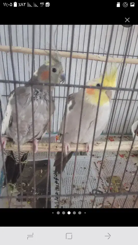 عروس هلندی|پرنده|لاهیجان, کوی خزر|دیوار