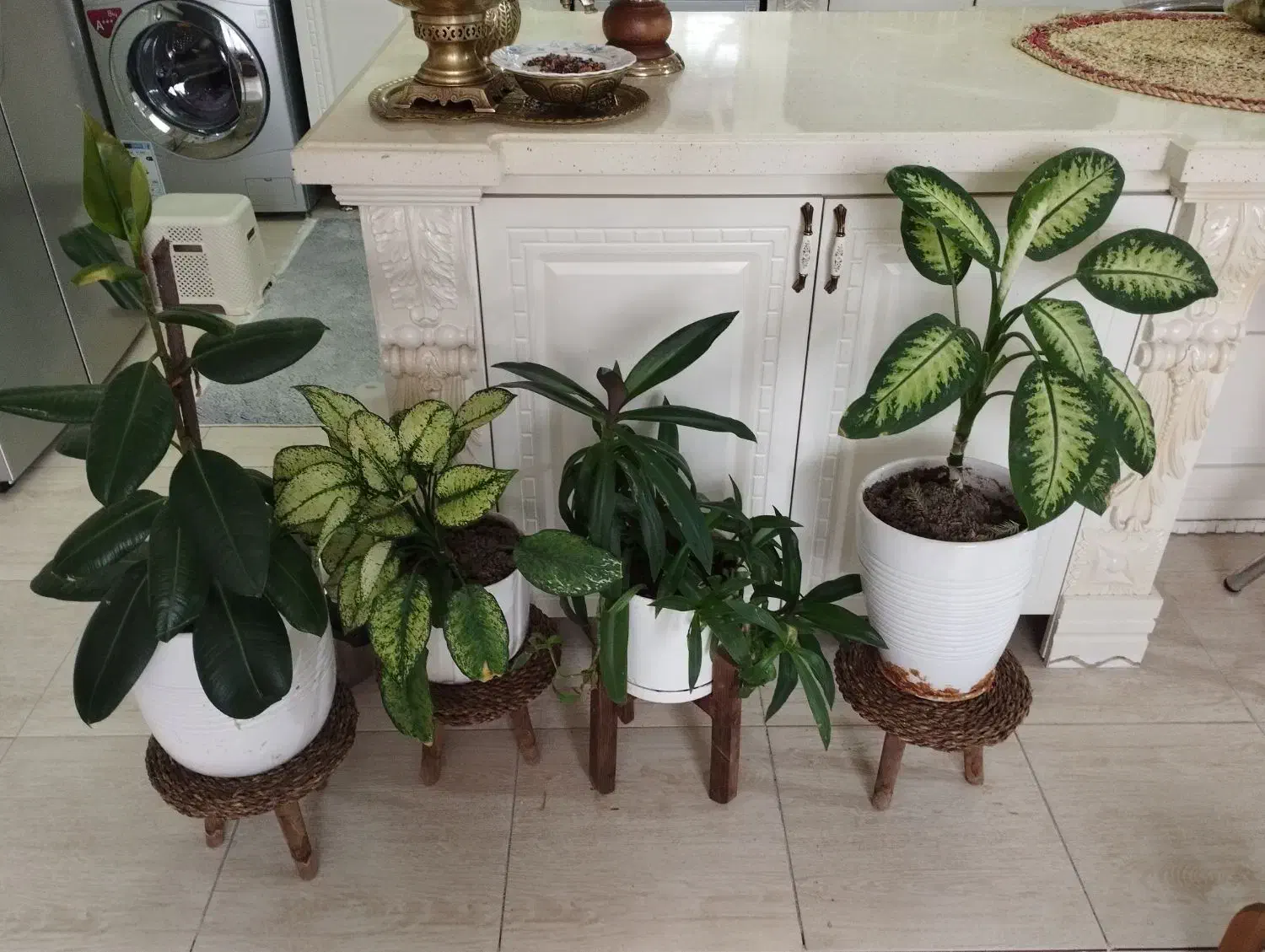 تعدادی گل و گیاه|گل و گیاه طبیعی|کرمانشاه, |دیوار