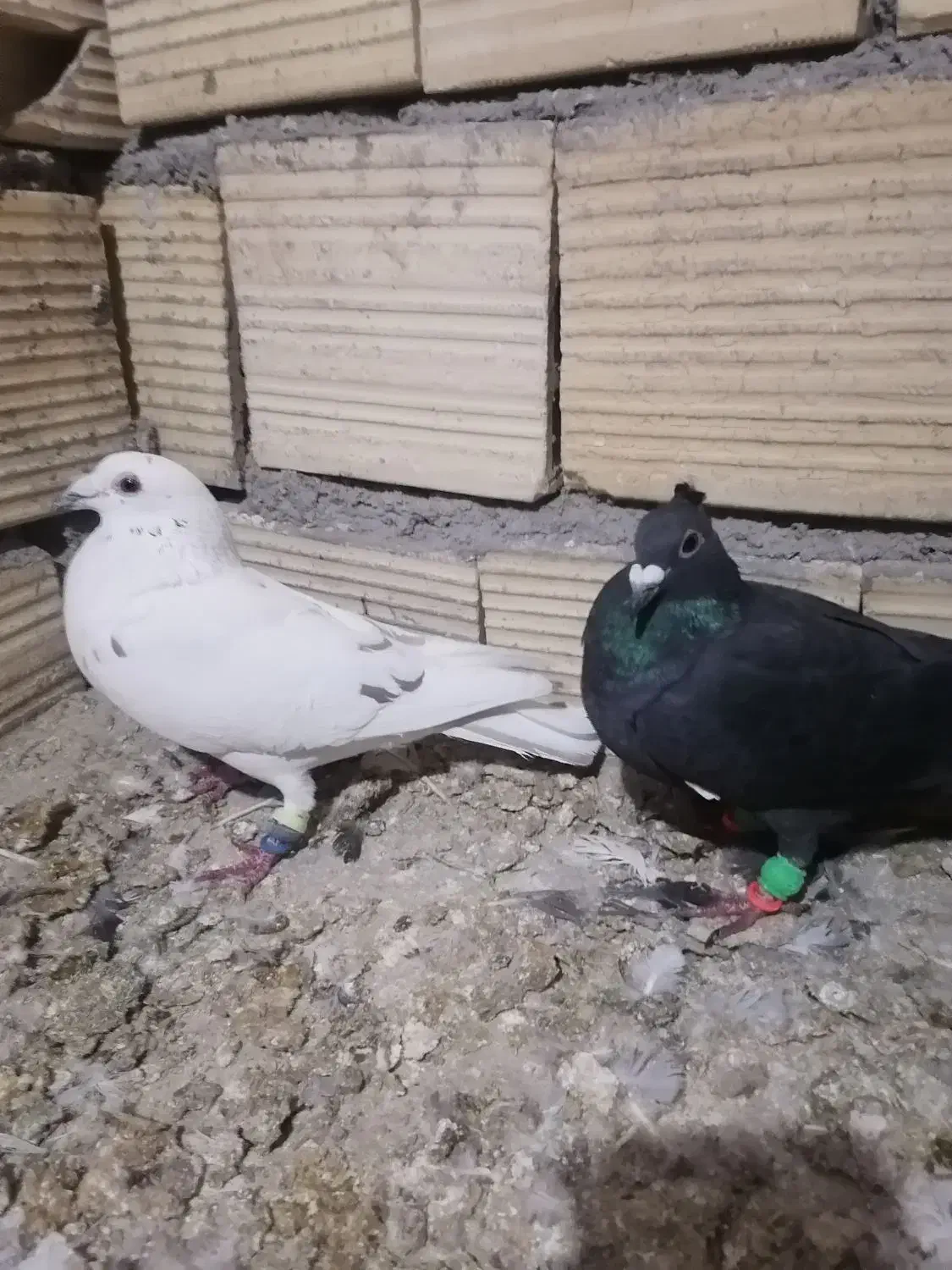 ساره نر زاغ شابل نر|پرنده|فردوس (خراسان), |دیوار