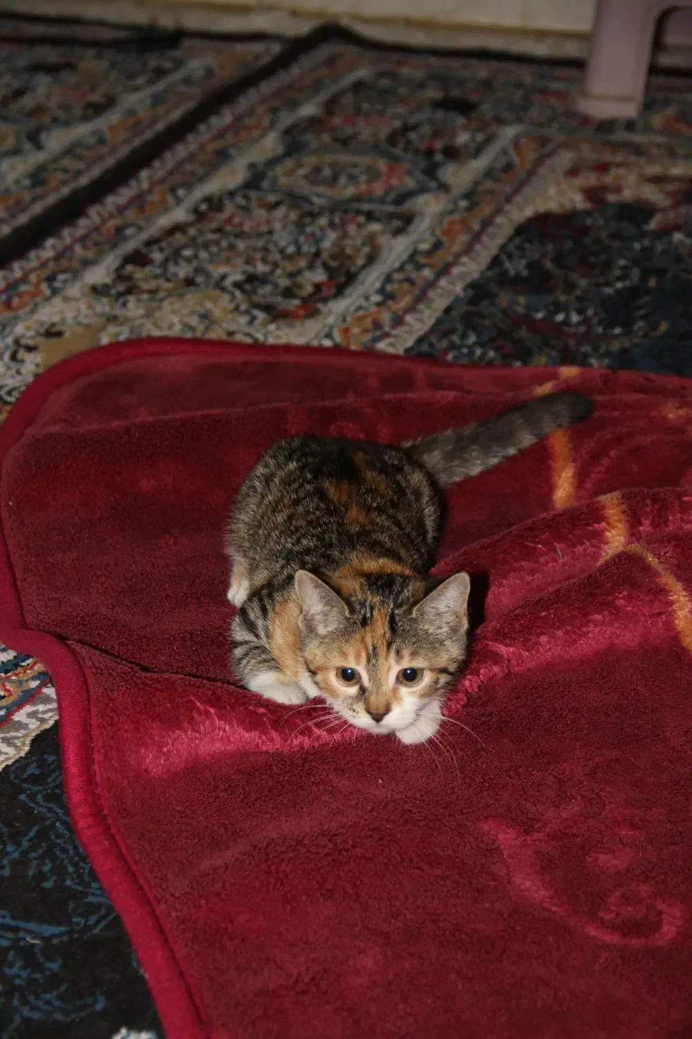 گربه گمشده|حیوانات|مشهد, رده|دیوار