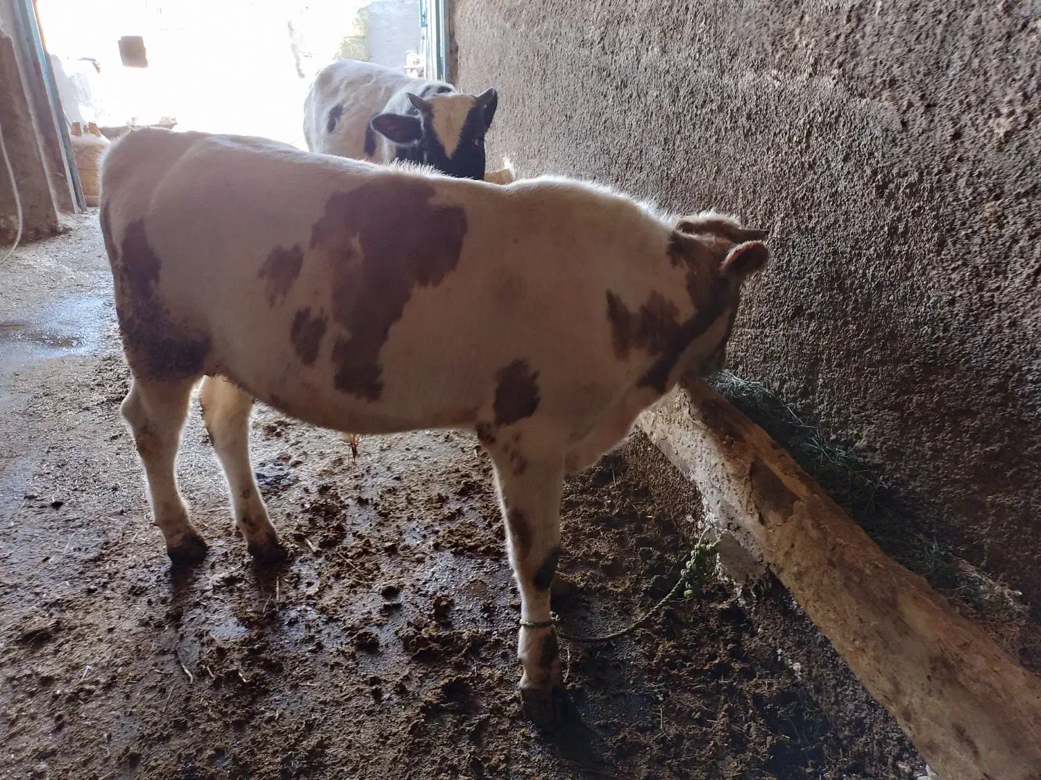 گوساله نر|حیوانات مزرعه|صحنه, |دیوار