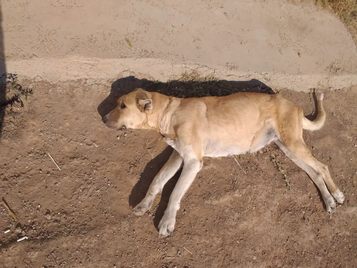 سگ سرابی ماده|سگ|نمین, |دیوار