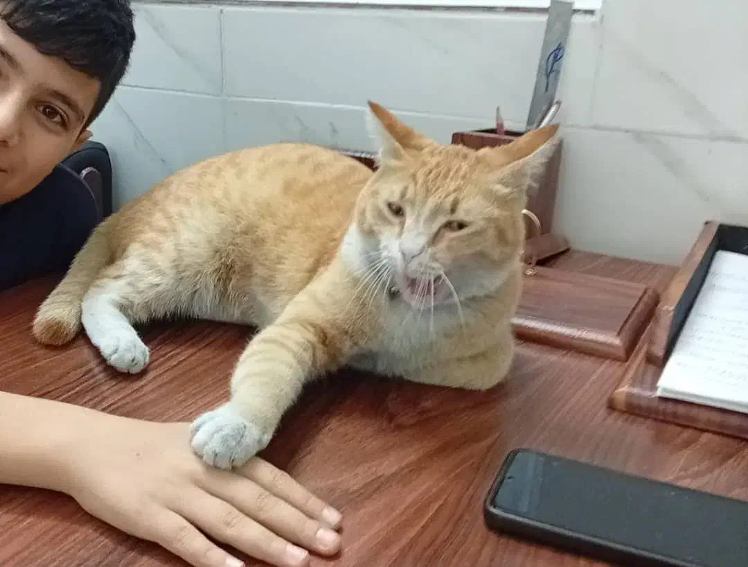 واگذاریه گربه جینجر DSH|گربه|باغستان, |دیوار