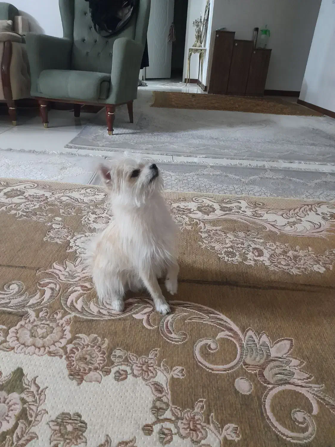 واگزاری|سگ|پاکدشت, پاکدشت (مامازند)|دیوار