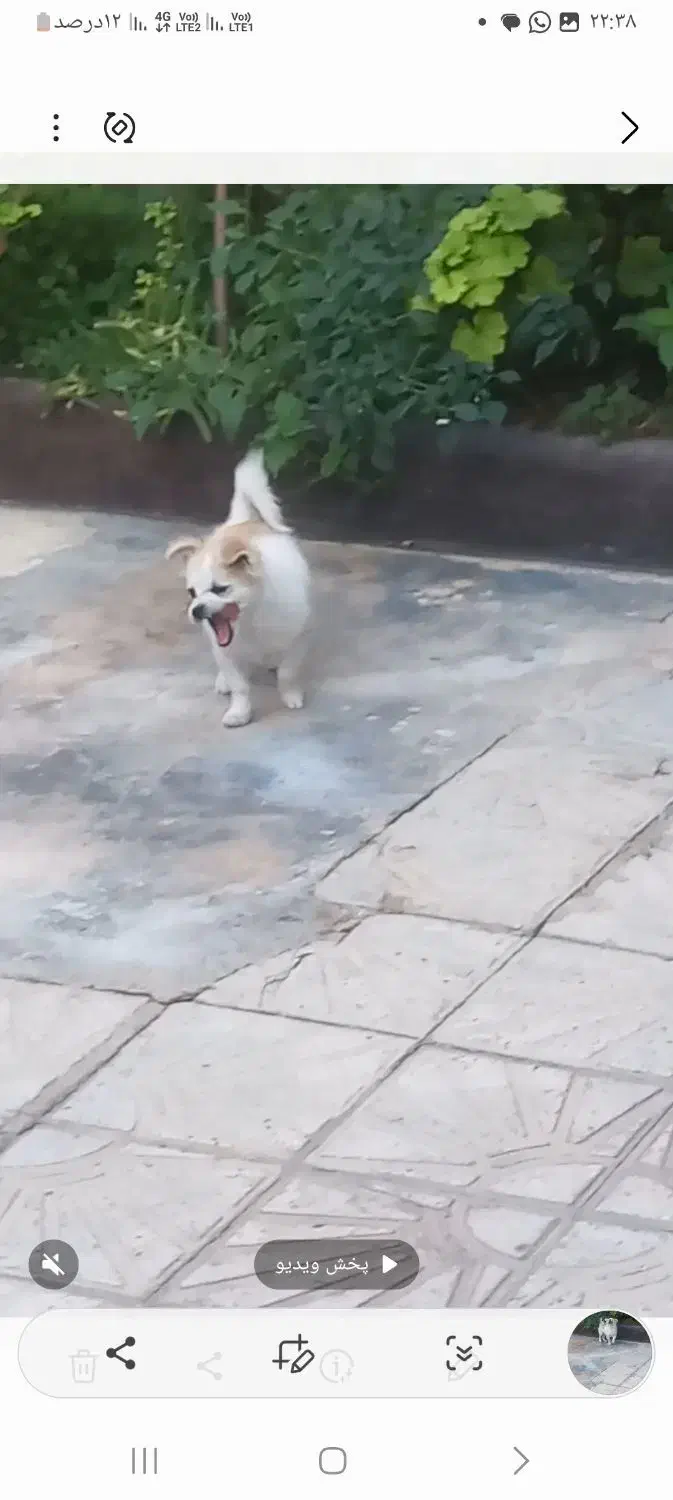 سگ توله پامر دستی وبازیگوش|سگ|مرودشت, بیست متری بیمارستان|دیوار