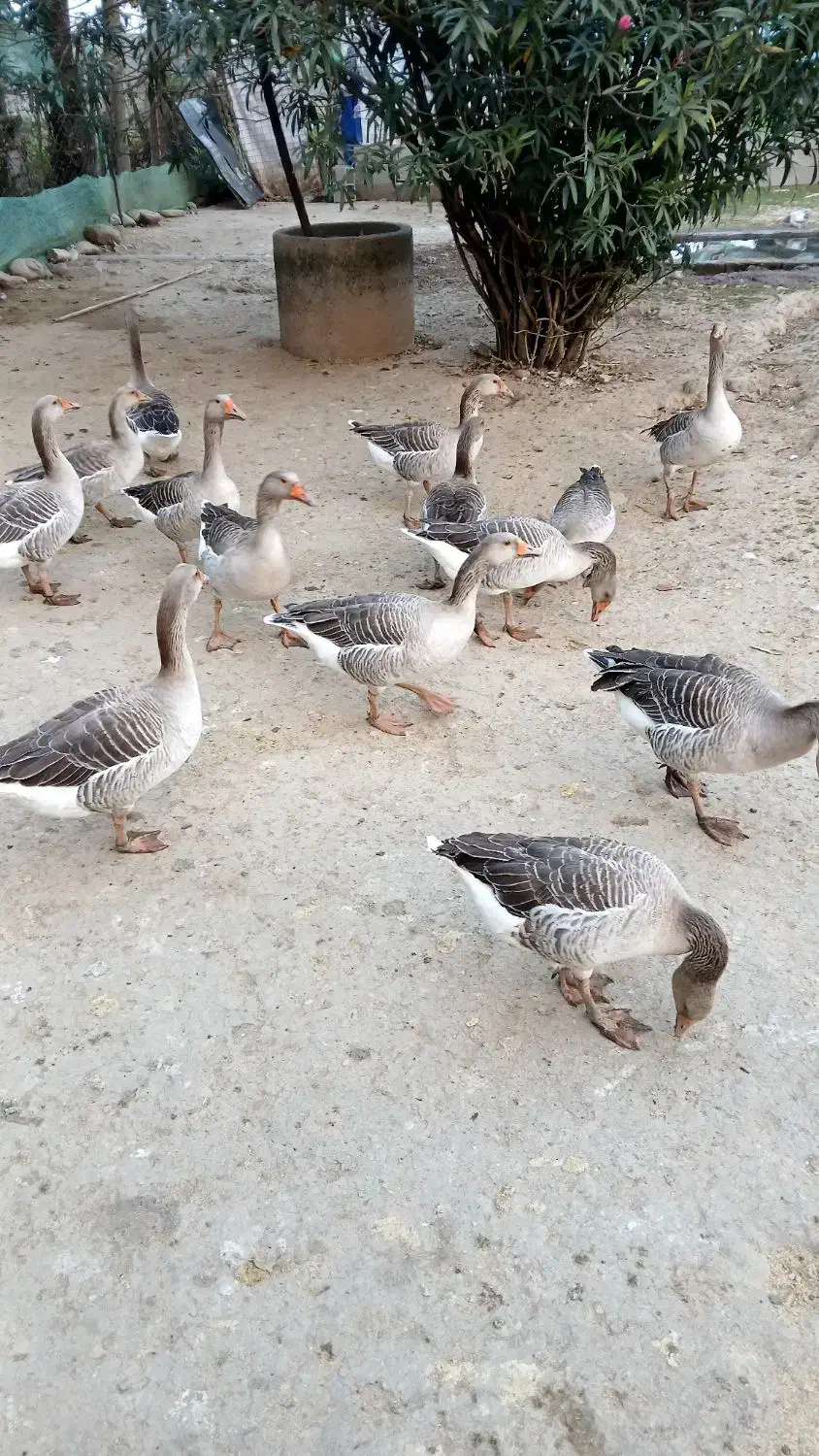 حیوانات|حیوانات مزرعه|فومن, |دیوار