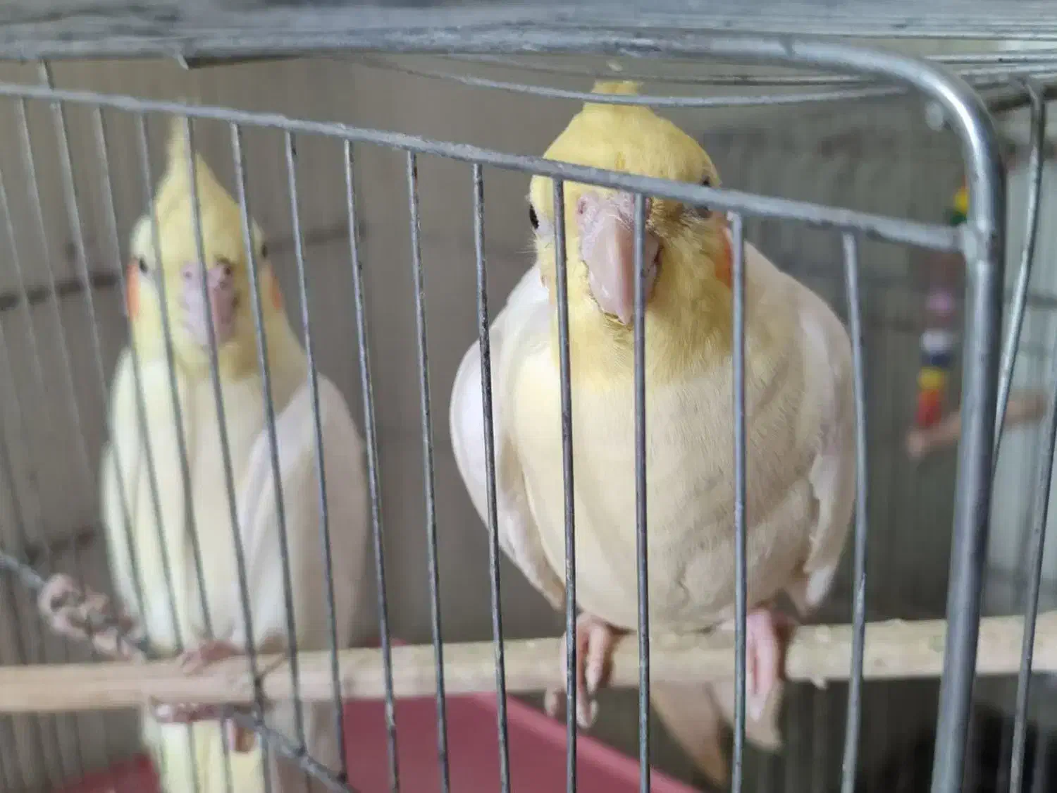 عروس هلندی و کوتوله برزیلی|پرنده|ساوه, |دیوار