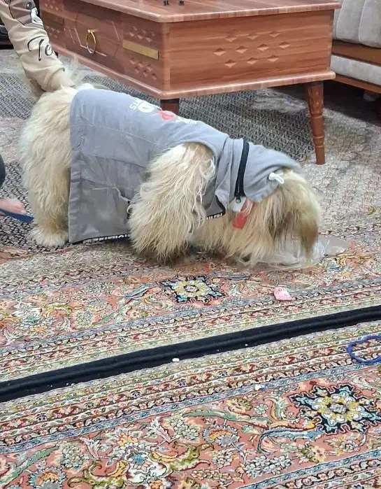 سگ پاکوتاه نر شیتزو|سگ|اردبیل, |دیوار