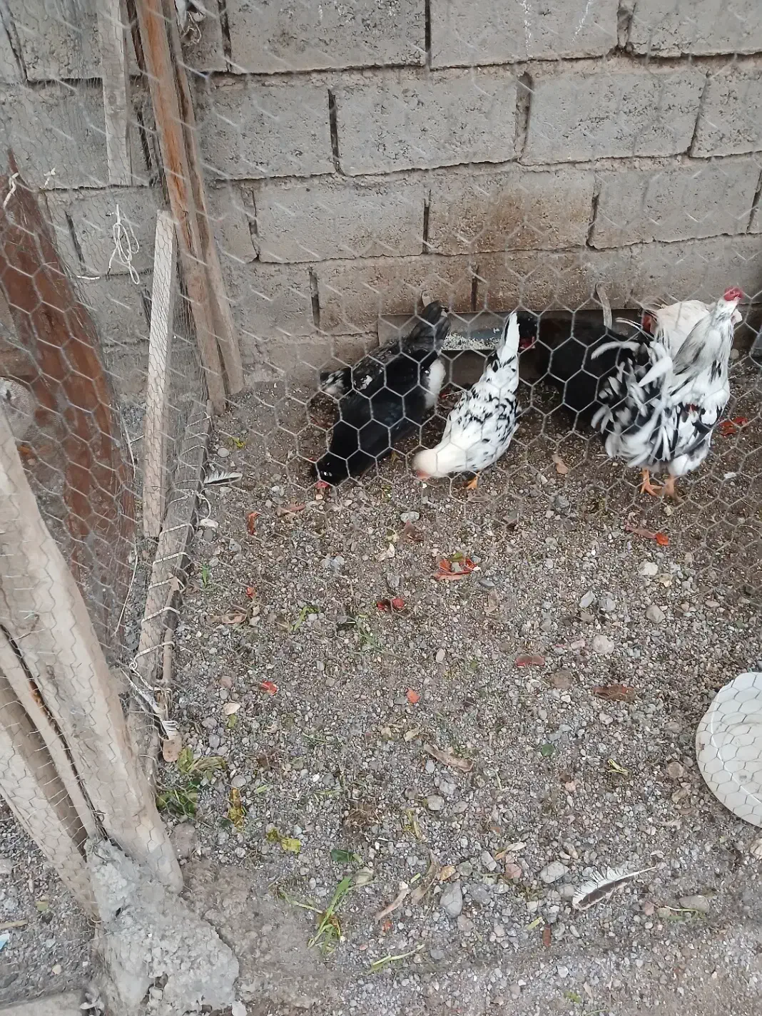 تخم گلین نطفه دار|حیوانات مزرعه|مشگین شهر, |دیوار