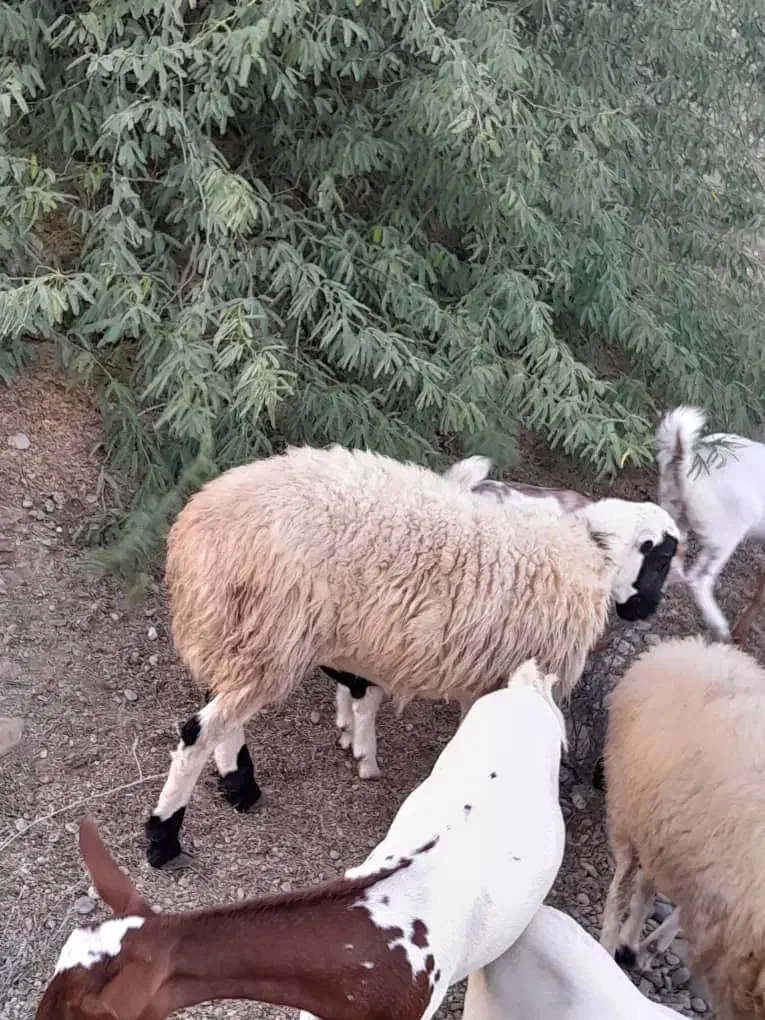 بره نر|حیوانات مزرعه|قلعه قاضی, |دیوار