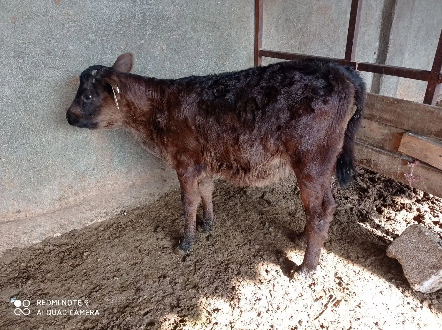 گوساله ماده|حیوانات مزرعه|مشهد, فرخد|دیوار