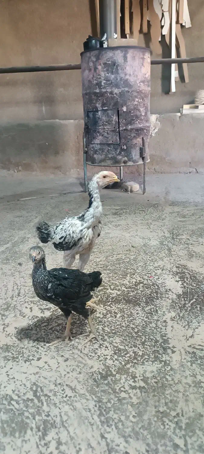 خروس لاری|حیوانات مزرعه|فرمهین, |دیوار