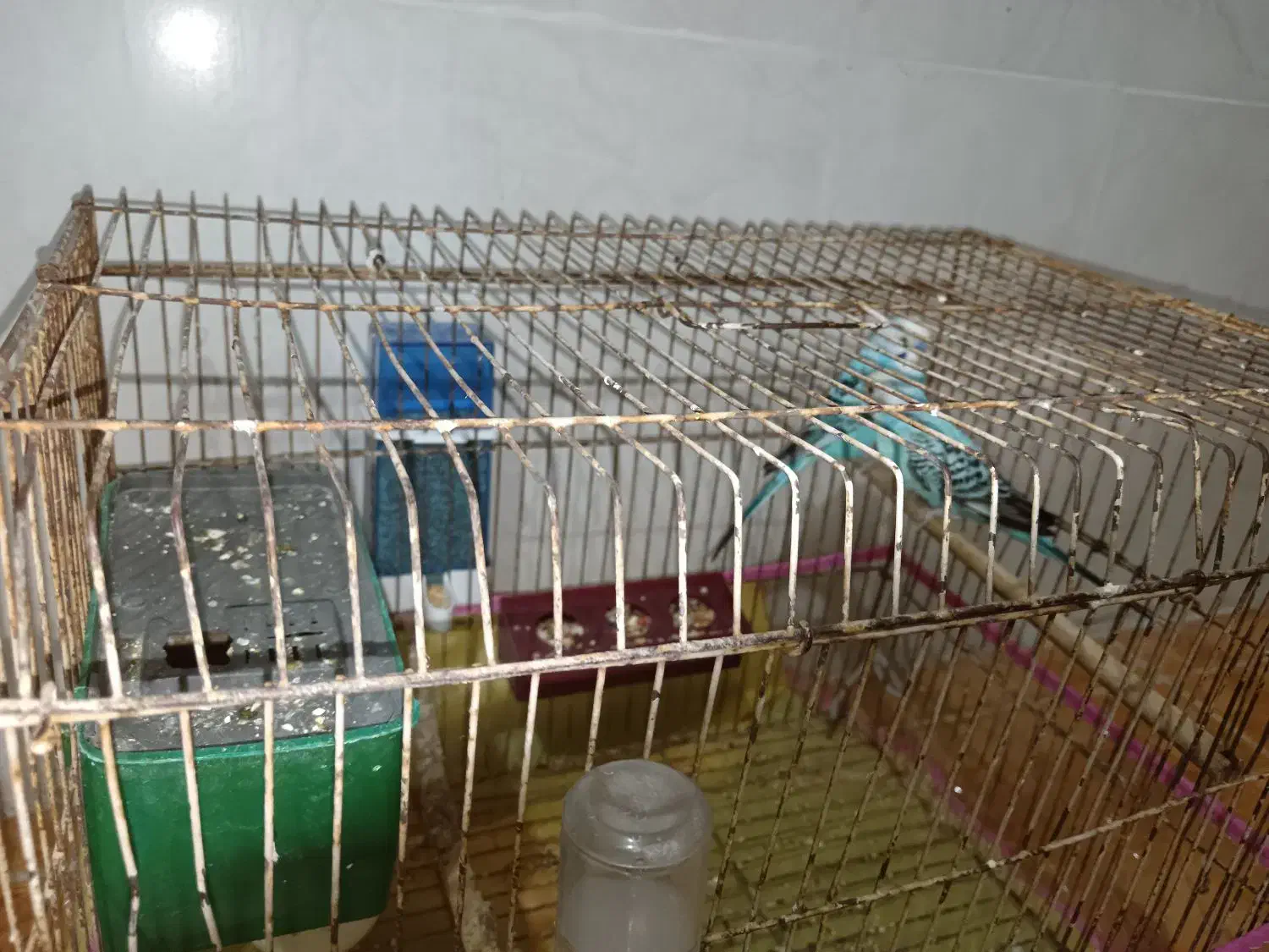 یک جفت مرغ عشق آبی|پرنده|کازرون, |دیوار