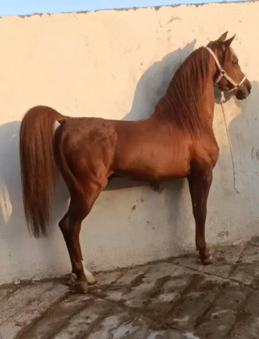 نریان کرد میدونی|اسب و تجهیزات اسبسواری|حبیب آباد, |دیوار