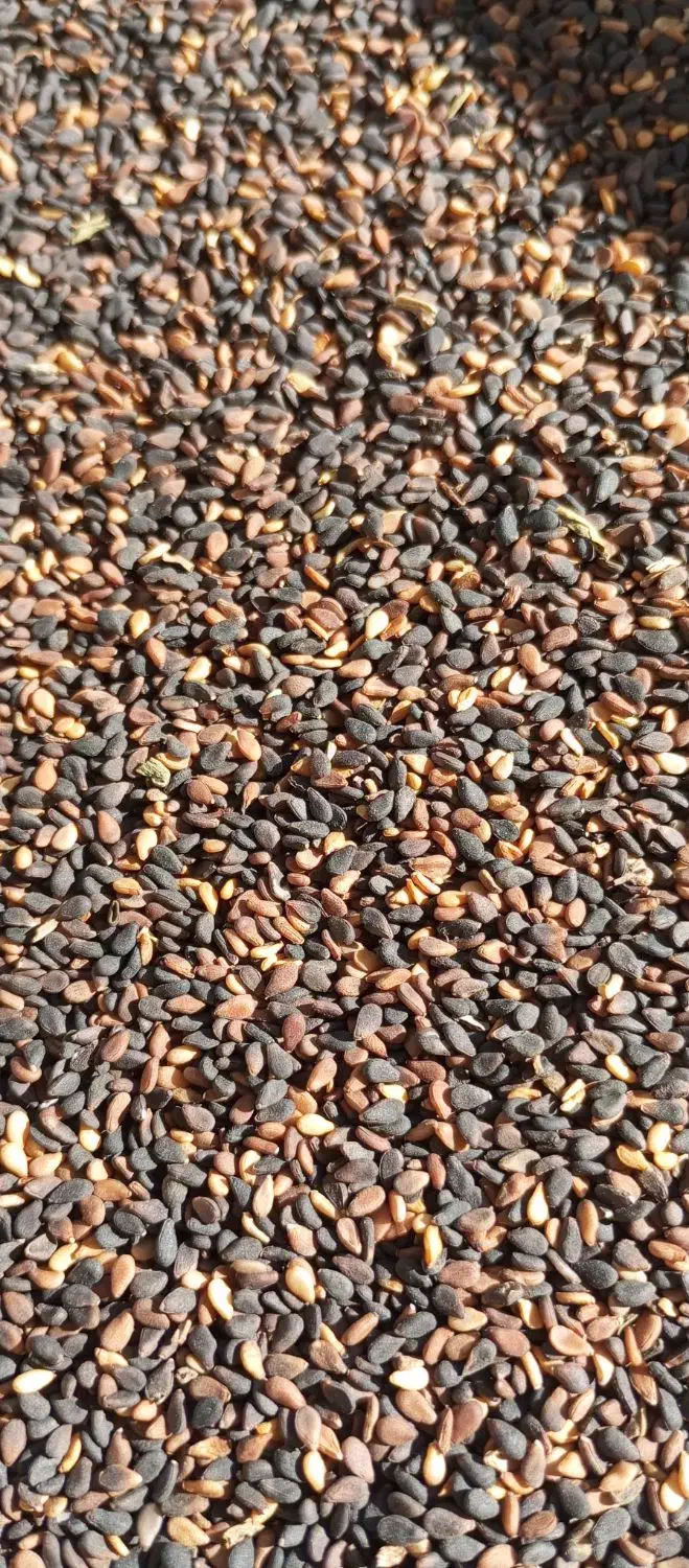 کنجدخام محلی کیلو ۲۳۰|خوردنی و آشامیدنی|نیشابور, مدرس|دیوار