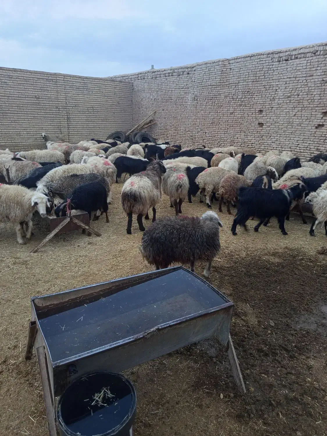 میش و بز داشتی|حیوانات مزرعه|آباده, |دیوار