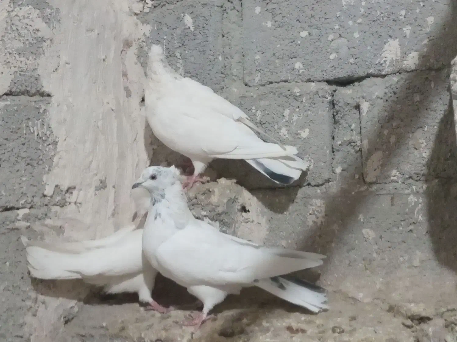 کفتر|پرنده|نقده, |دیوار