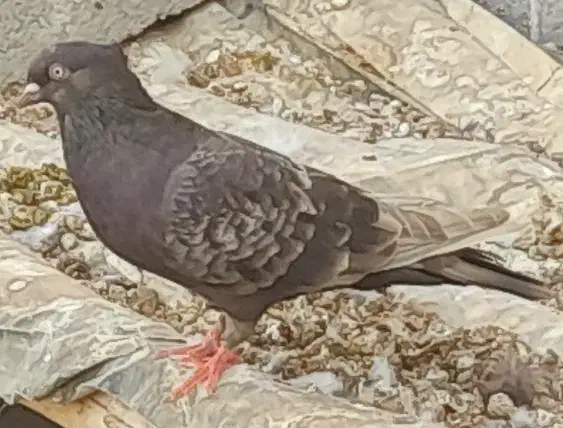 تعدادی کبوتر رنگی|پرنده|آبدان, |دیوار