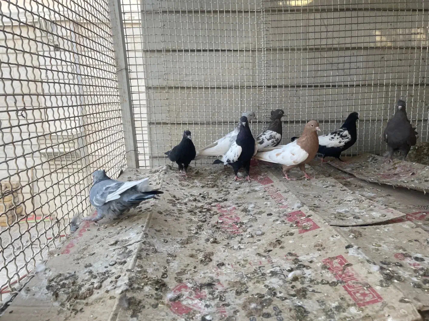 کبوتر سینه|پرنده|داراب, |دیوار