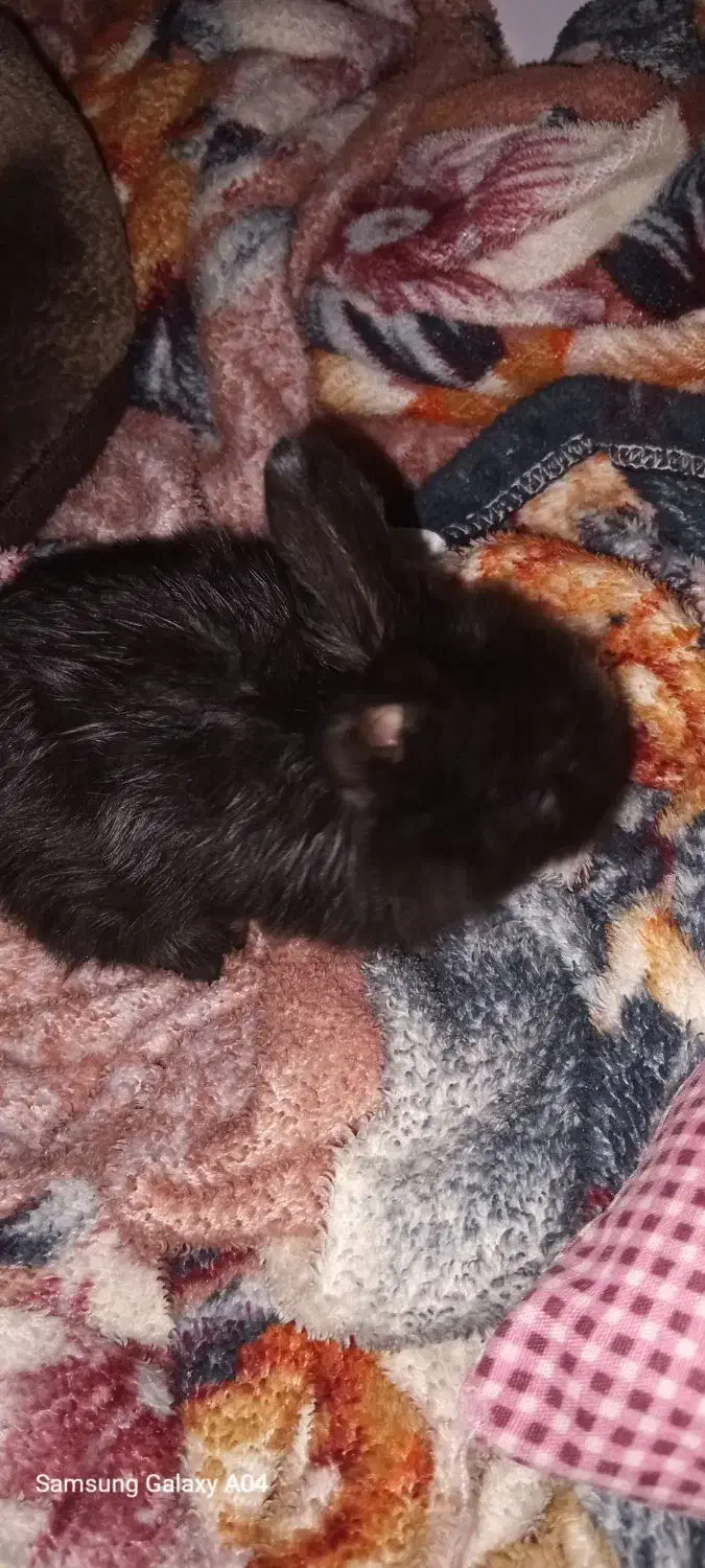 بچه خرگوش|موش و خرگوش|بندر گز, |دیوار