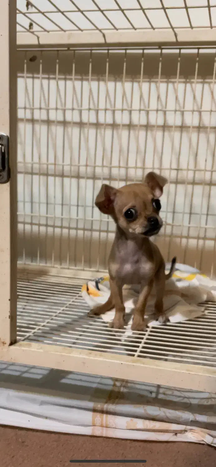 شیواوا سگ جیبی|سگ|کرج, عظیمیه|دیوار