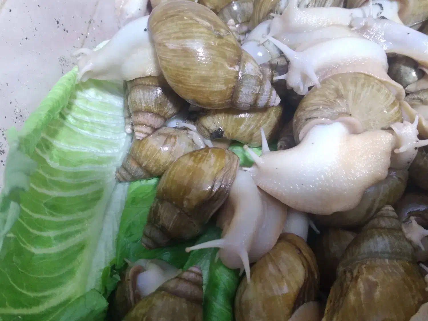 آچاتینا بالغ و مولد|خزنده|تهران, عباس‌آباد|دیوار